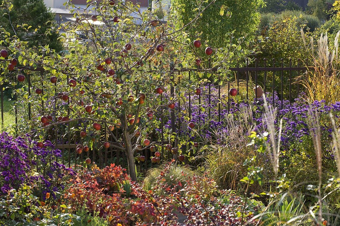 Malus 'Rewena' (Apfelbaum) im Beet mit Aster