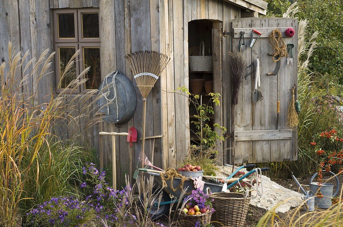 Garden shed in the garden, Miscanthus, Aster