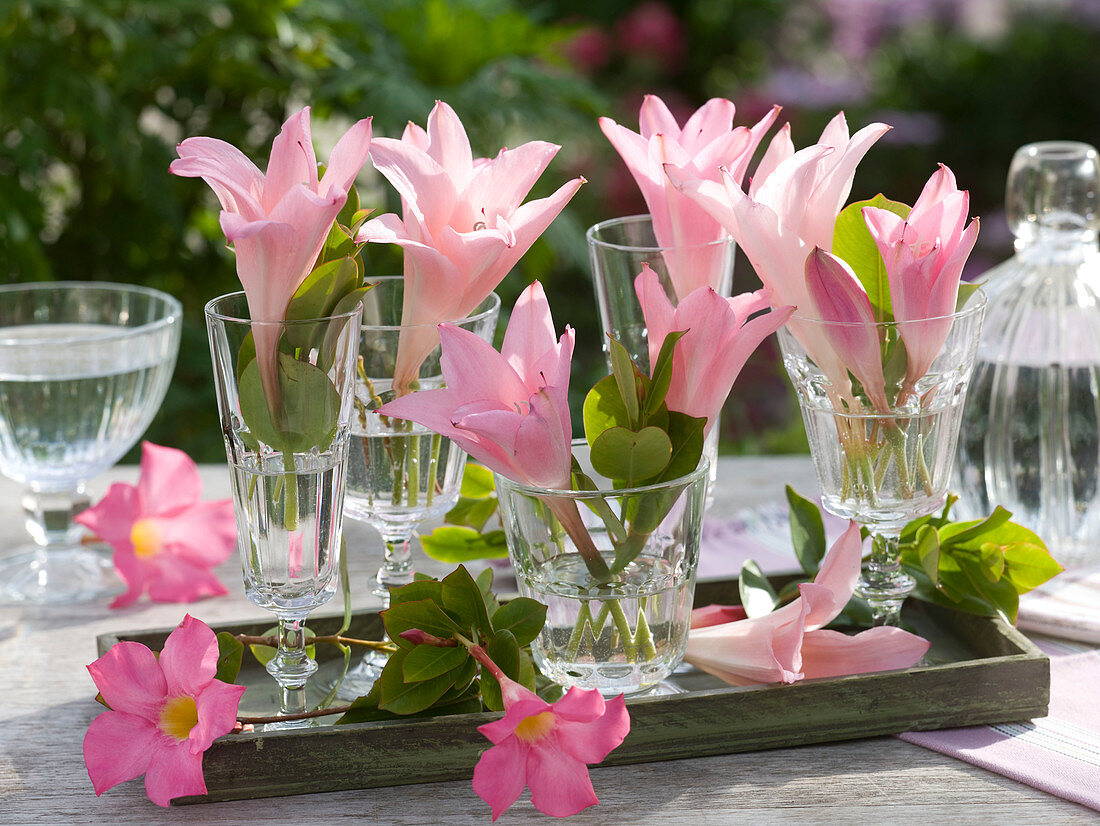 Intensely scented flowers of Amarcrinum (garden amaryllis) in jars