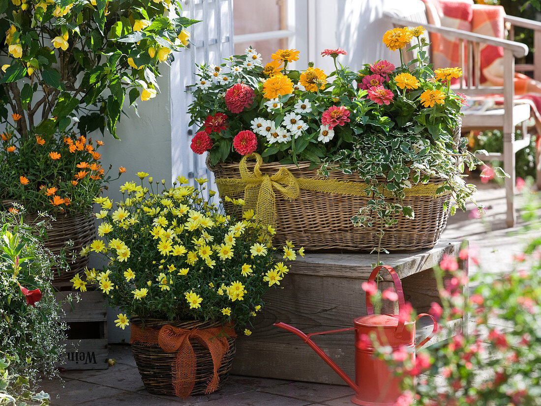 Baskets of Zinnia elegans and Profusion 'White' (zinnias), Argyranthemum