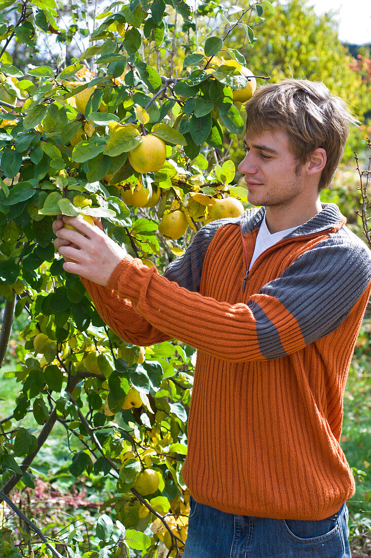 Man checking ripeness of apple quince 'Konstantinopler'