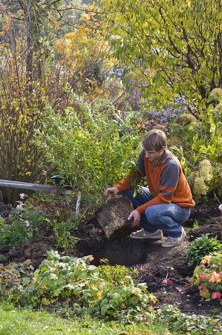 Man planting Forsythia (Goldilocks)