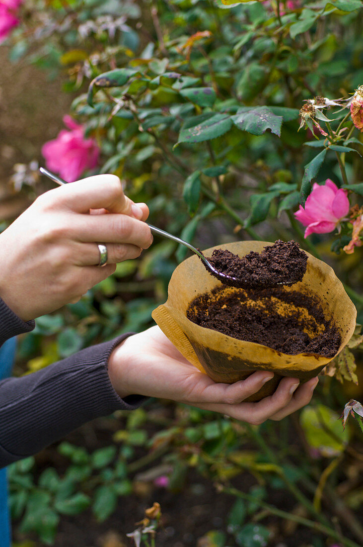 Small amounts of coffee improve the soil and attract earthworms