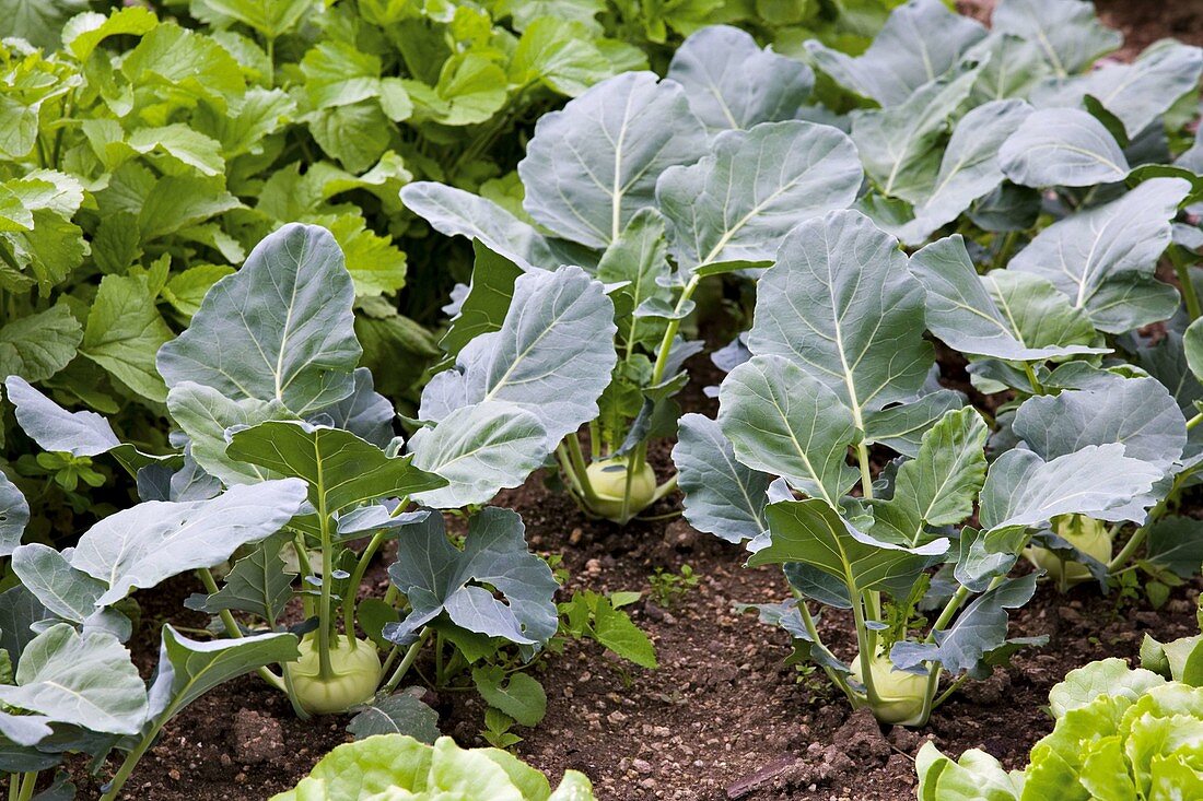 Brassica (Kohlrabi) im Beet