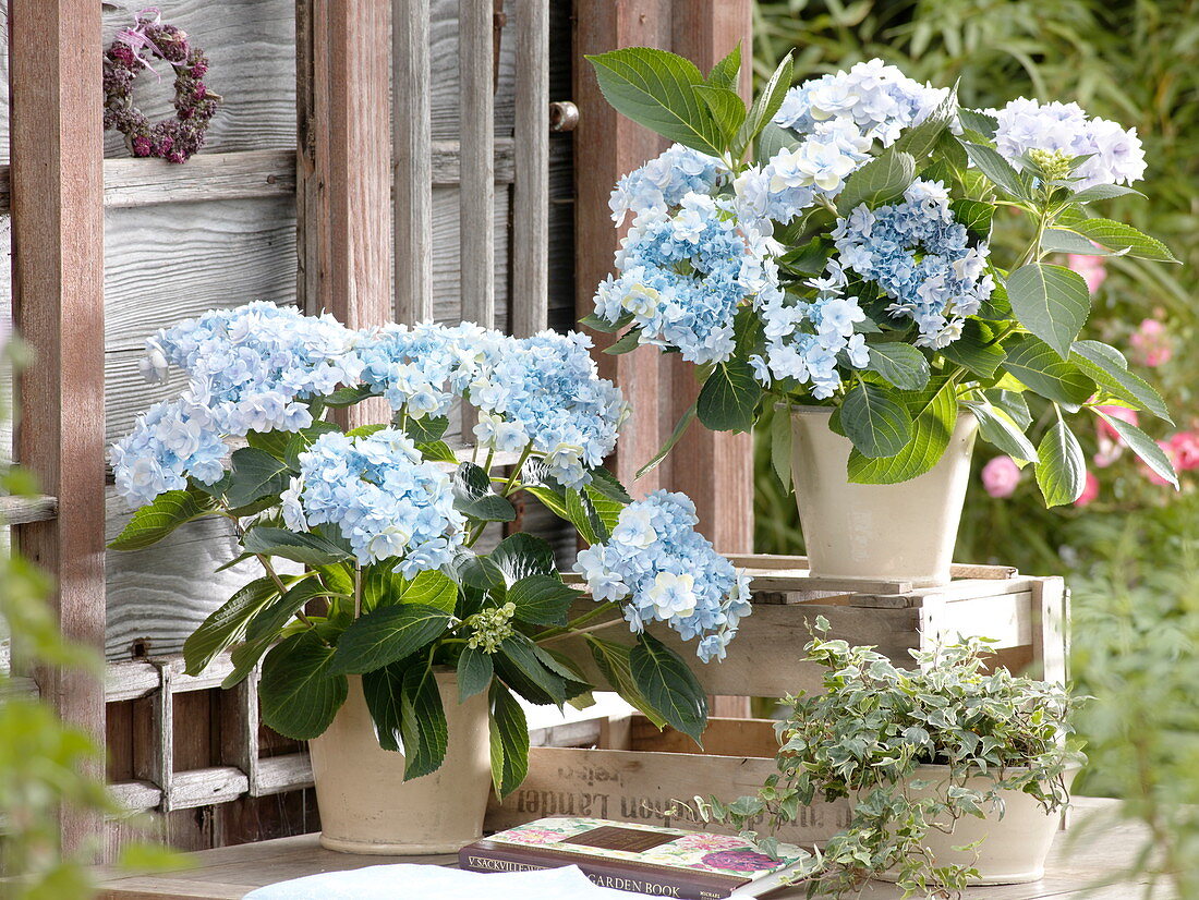 Hydrangea macrophylla 'Forever' (blooming Hydrangea)