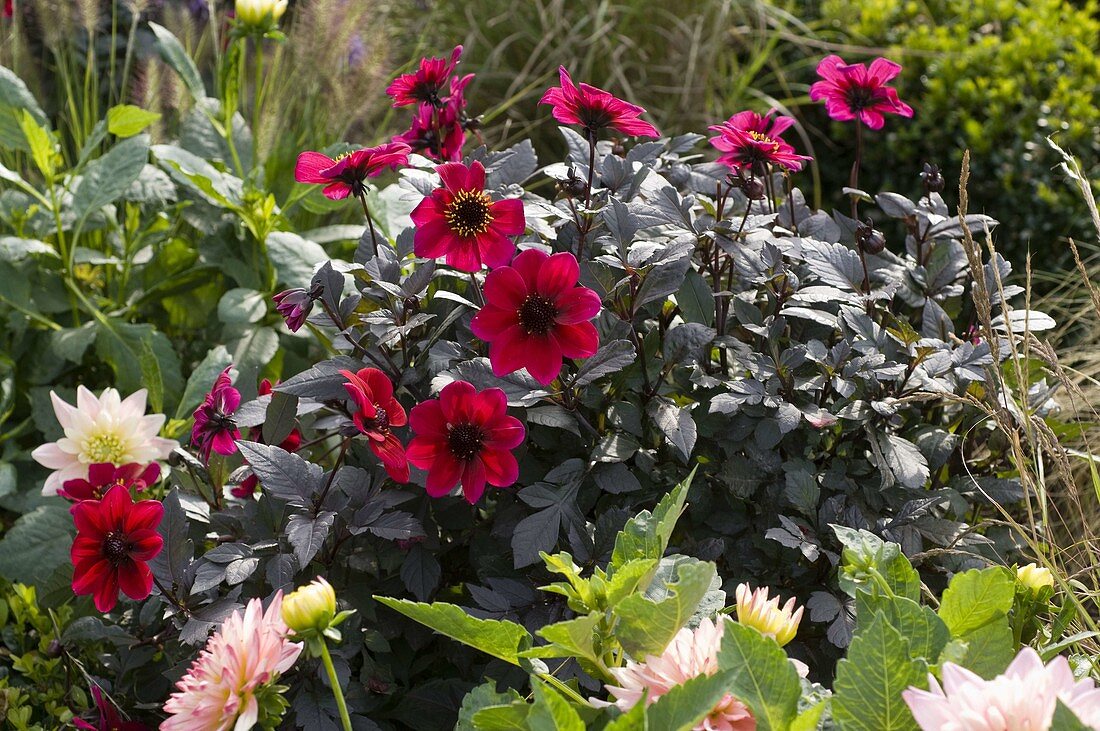 Dahlia 'Roxy' (Topmix - Dahlias) with dark foliage