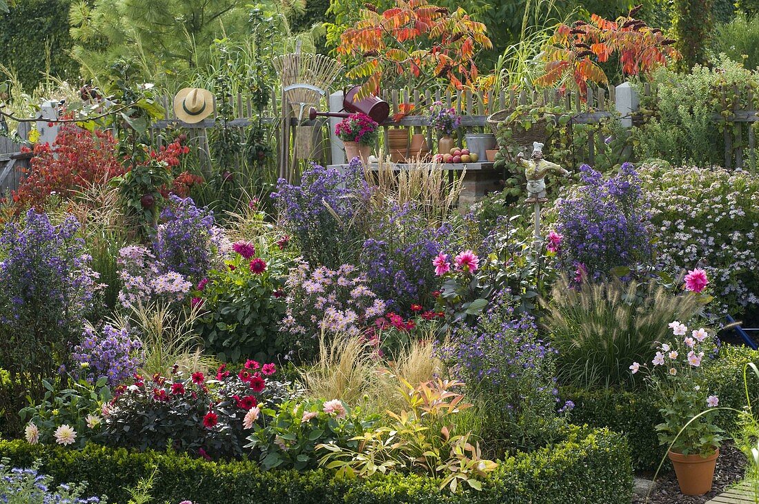 Autumn bed, Aster, Dahlia, Zinnia