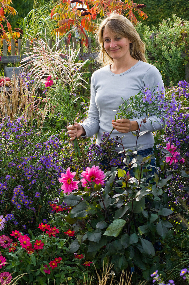 Woman picking aster (autumn asters) and miscanthus (Chinese reed)