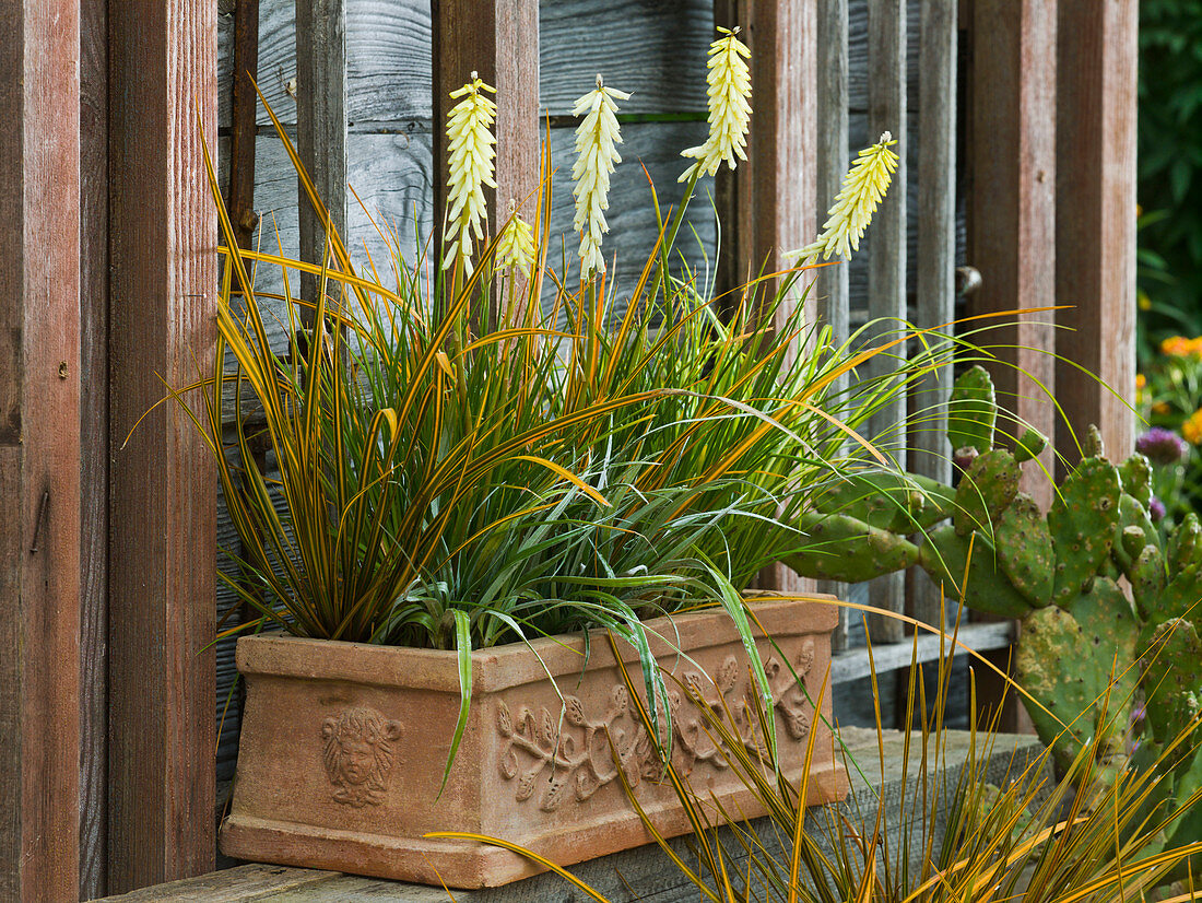 Kniphofia 'Little Maid' (Torch lily), Libertia 'Goldfinger'