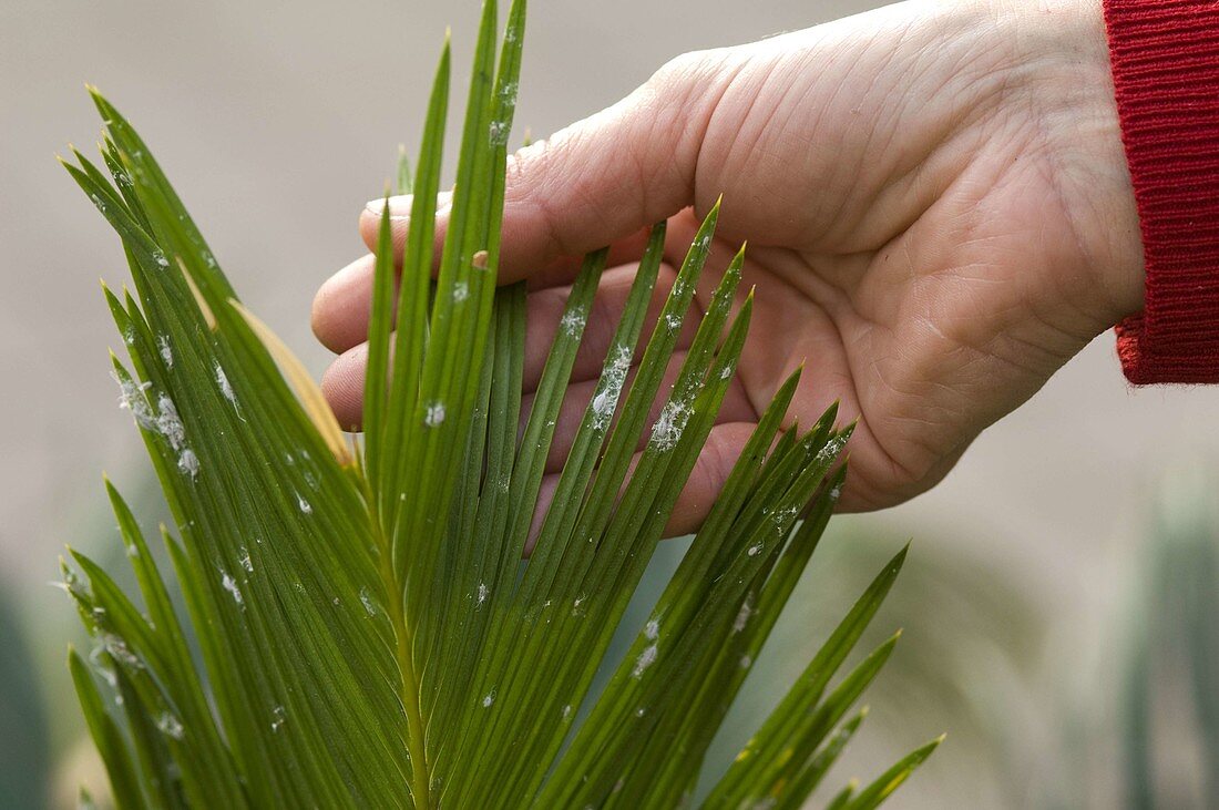 Pseudococcidae on Cycas revoluta