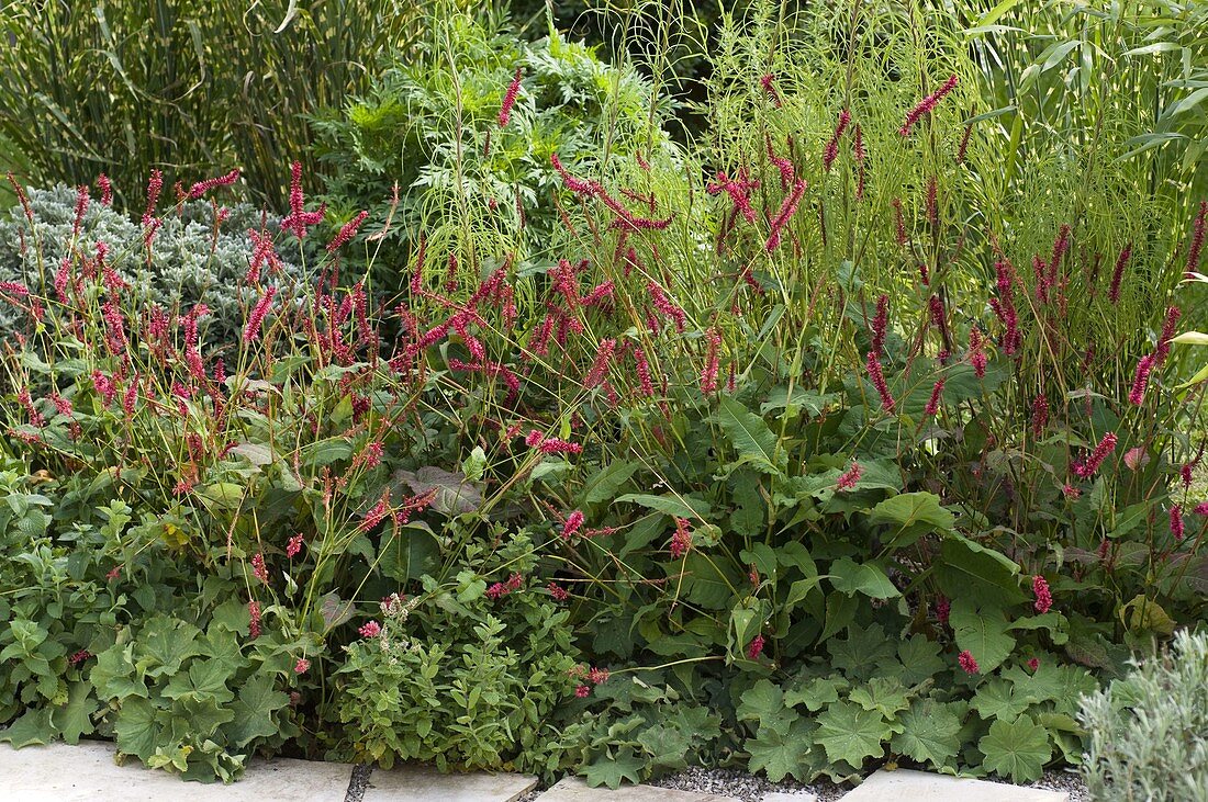 Polygonum amplexicaule 'Atropurpureum' (Candlewort)