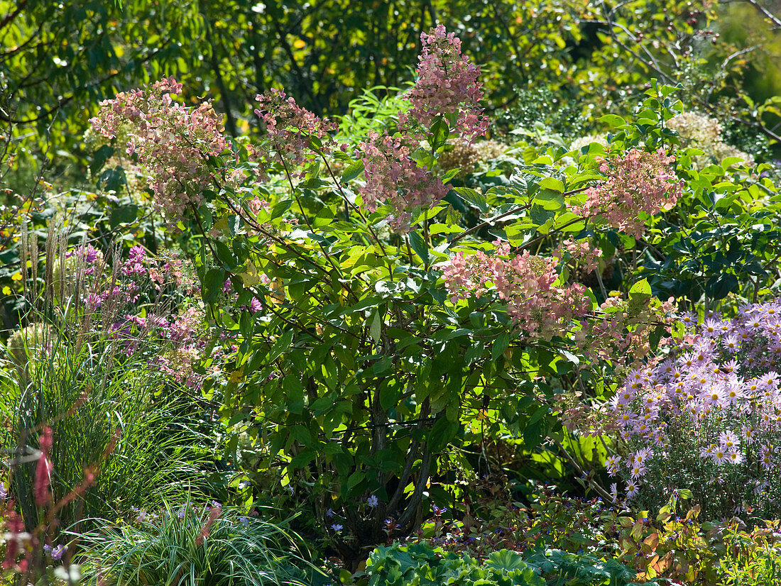 Man planting shrub hydrangea (4/4)