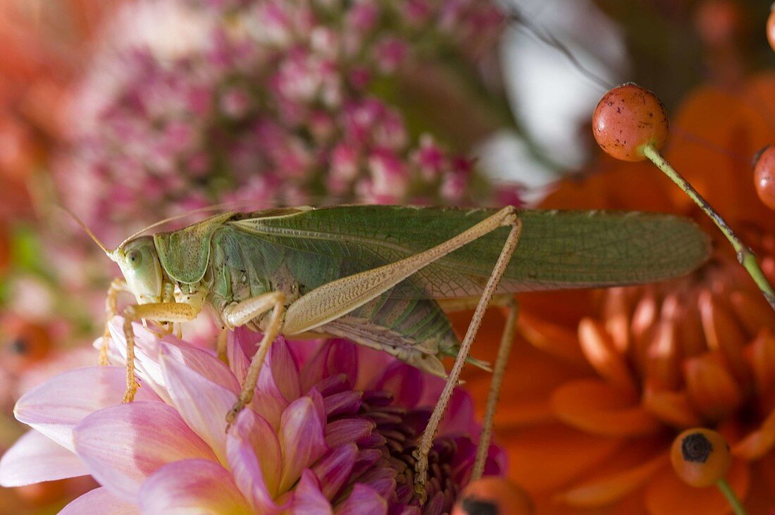 Tettigonia viridissima (Large Green Heuphorbia)