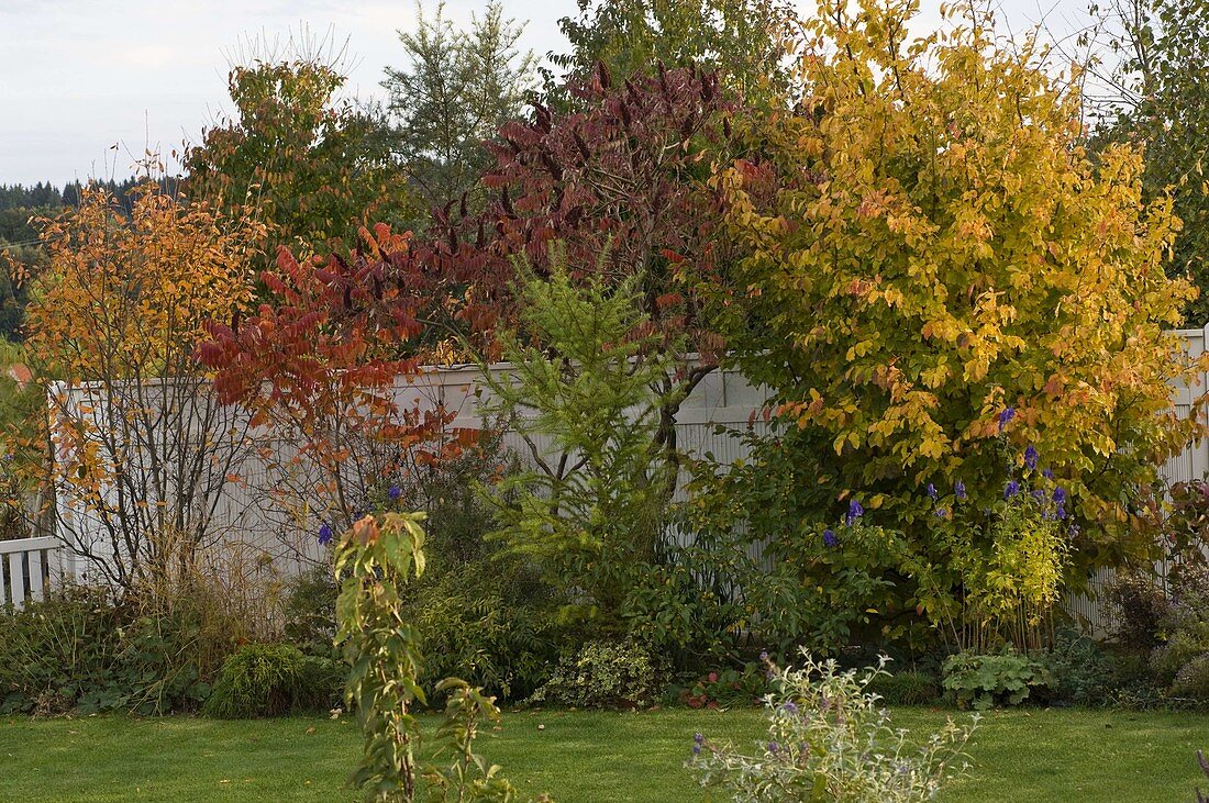 Parrotia (ironwood tree), Rhus typhina (vinegar tree), Amelanchier