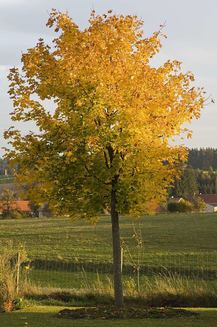 Acer platanoides (Norway maple) in autumn colour