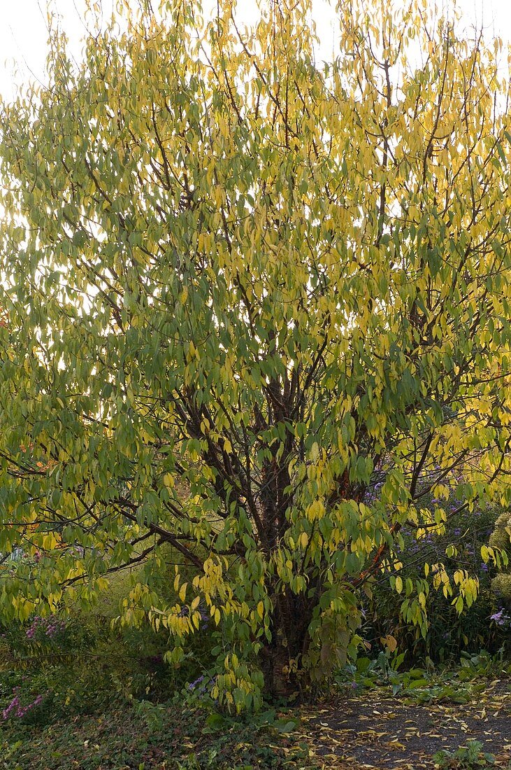 Prunus padus (Sessile cherry) in autumn colours