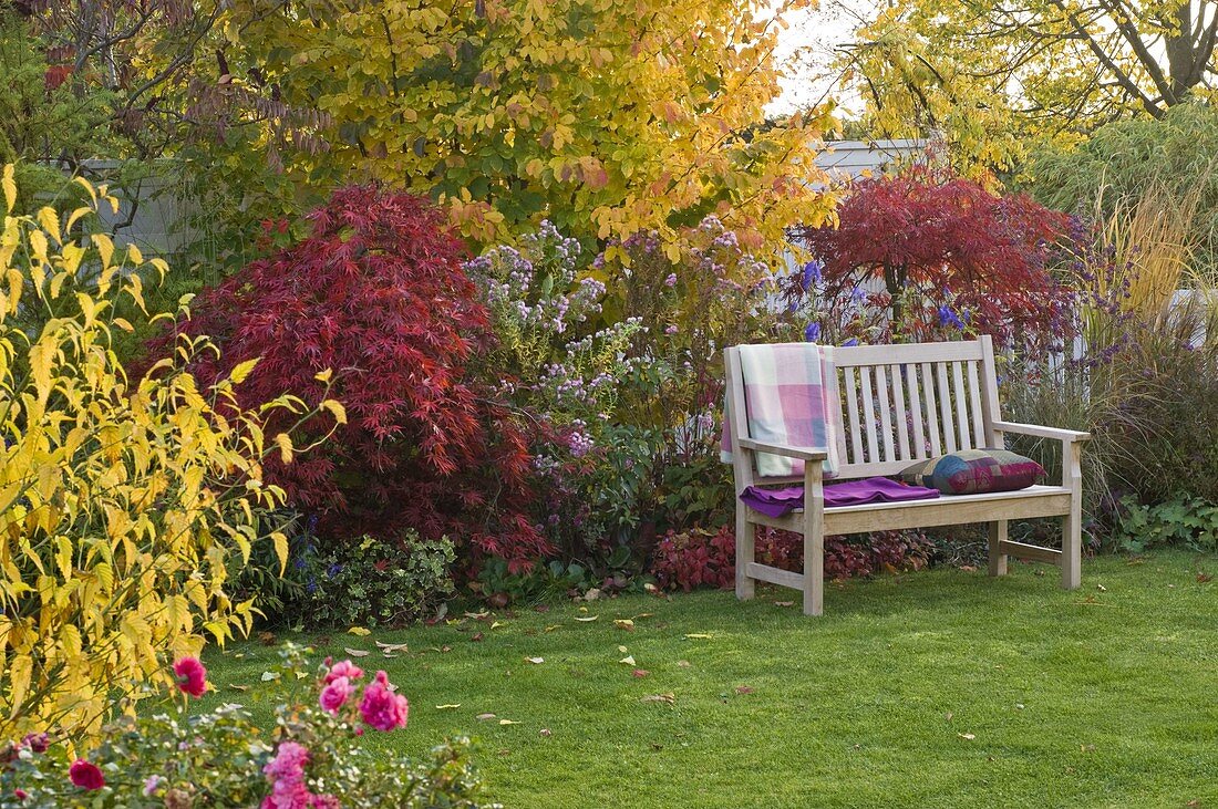 Autumn border with Parrotia (Ironwood tree), Acer palmatum (Japanese