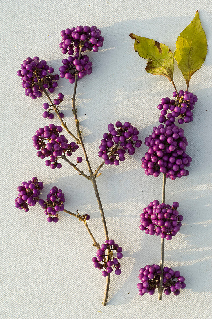 Callicarpa (Früchte vom Liebesperlenstrauch)