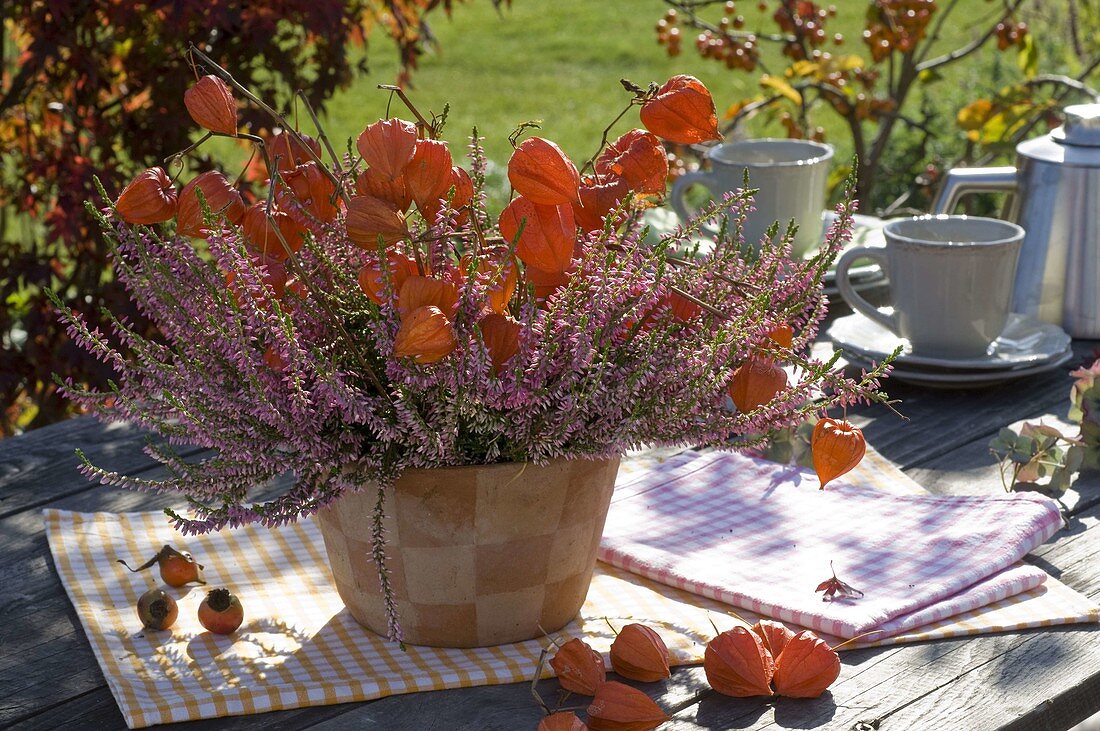 Calluna 'Annette' (knospenblühende Besenheide, Sommerheide)