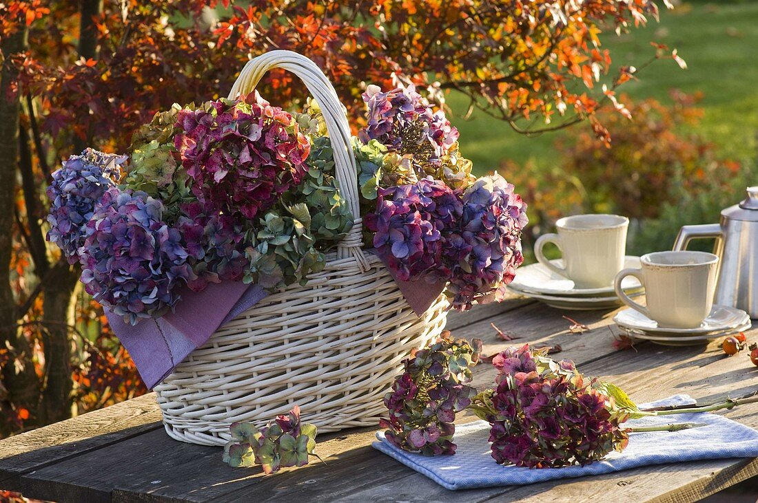 Basket with faded hydrangea (hydrangea flowers)