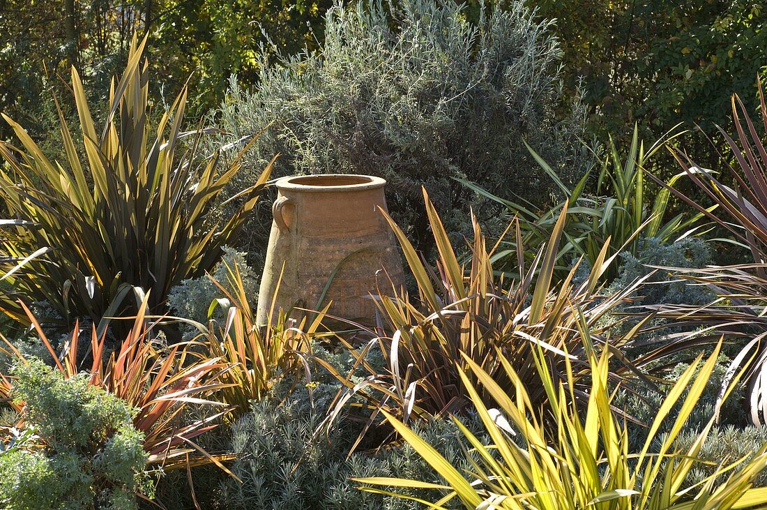 Phormium tenax 'Rainbow Queen' 'Jester' (Neuseelandflachs)