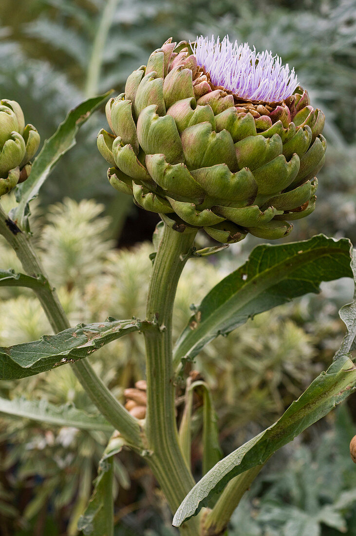 Artichoke flower