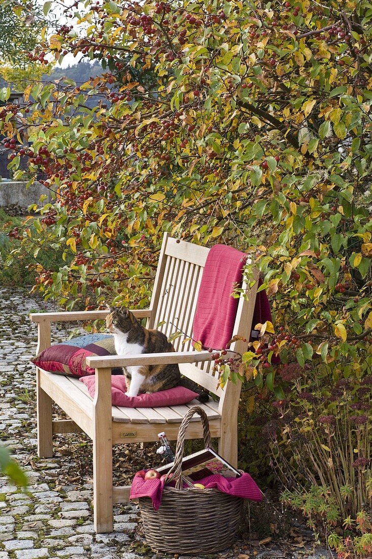 Wooden bench under malus (ornamental apple tree)