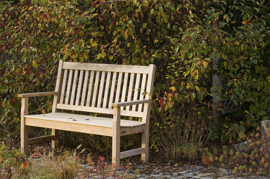 Wooden bench under Malus 'Evereste' (ornamental apple tree)