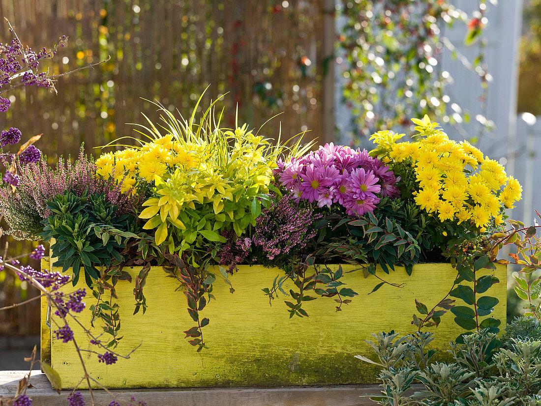 Herbstkasten mit Chrysanthemum (Herbstchrysanthemen), Calluna