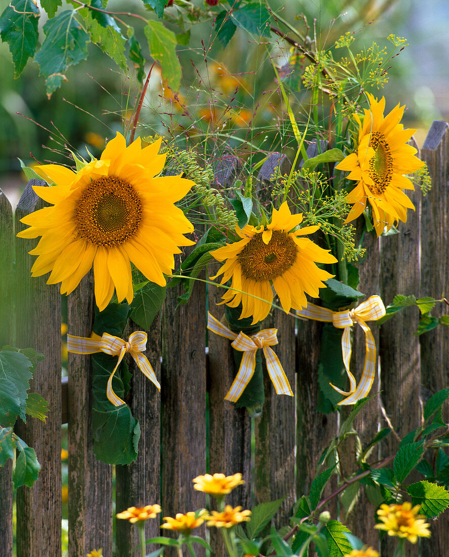 Helianthus (sunflower), anethum (dill), panicum (switchgrass)