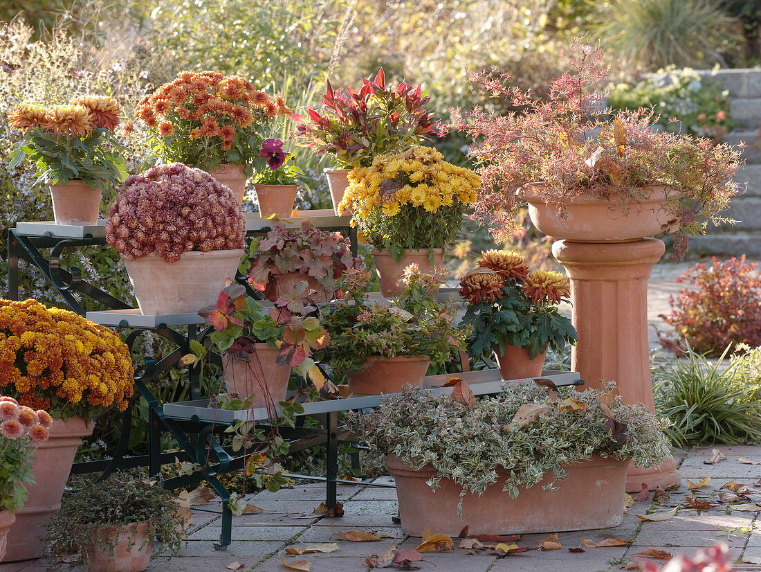 Plant staircase with autumn arrangement