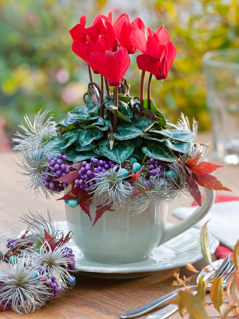 Cyclamen (mini cyclamen) in cup