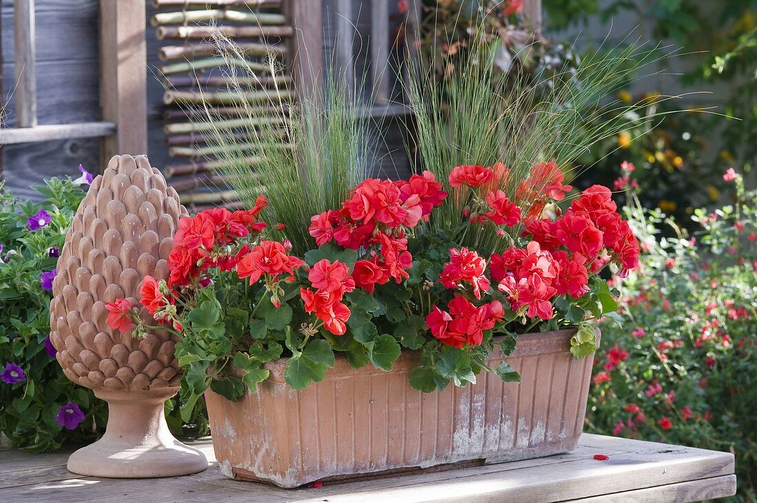 Pelargonium pac Little Lady 'Cherry' (Mini-Geranien)