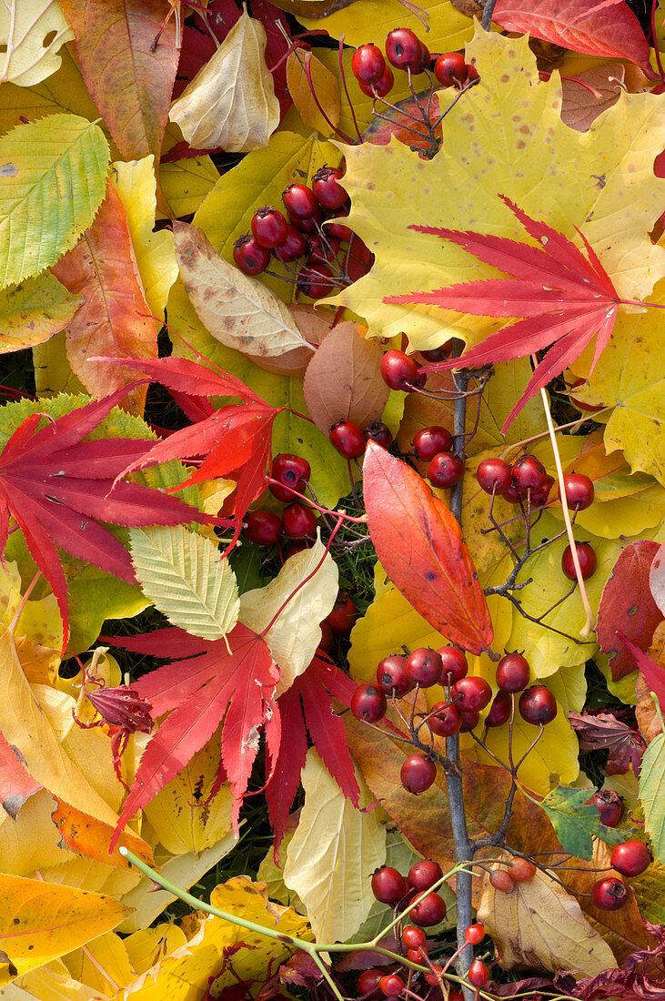 Buntes Herbstlaub und Zweig mit Früchten von Crataegus (Weißdorn)