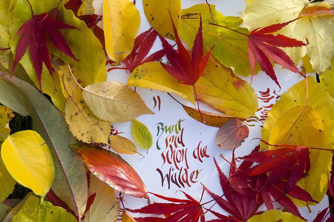 Colourful autumn leaves on paper with inscription