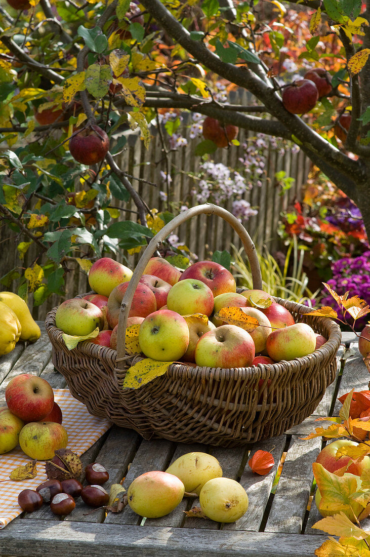 Basket of freshly picked malus (apples)