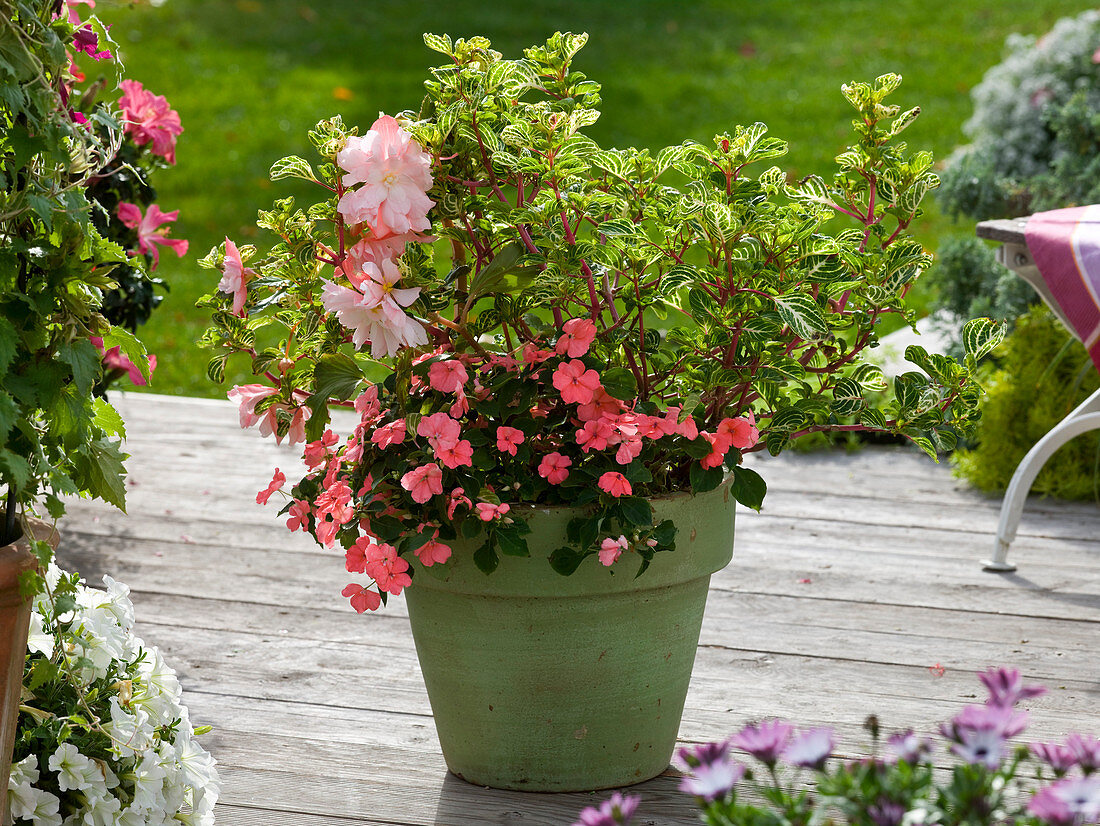 Iresine herbstii 'Variegated Heart' (Iresine, Blutblatt), Impatiens walleriana