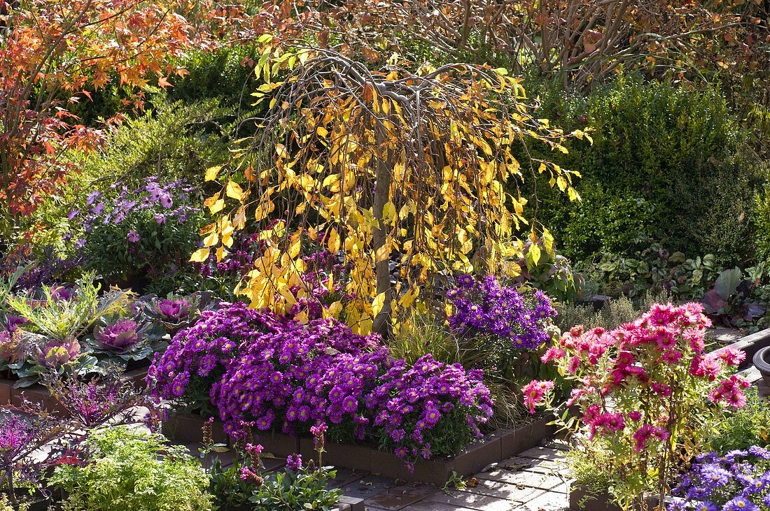 Malus 'Red Jade', Aster dumosus 'Purple Diamond'