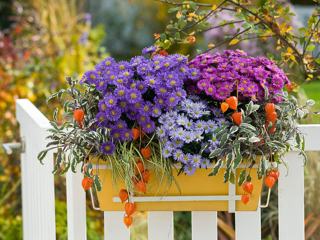 Aster dumosus 'Sapphire', 'Blue Lapis', 'Pink Topaz'