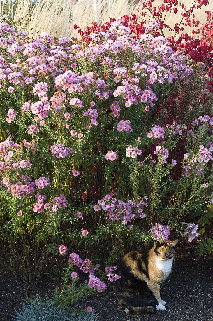 Aster novae-angliae 'Rosa Sieger' (Rough-leaved Aster)