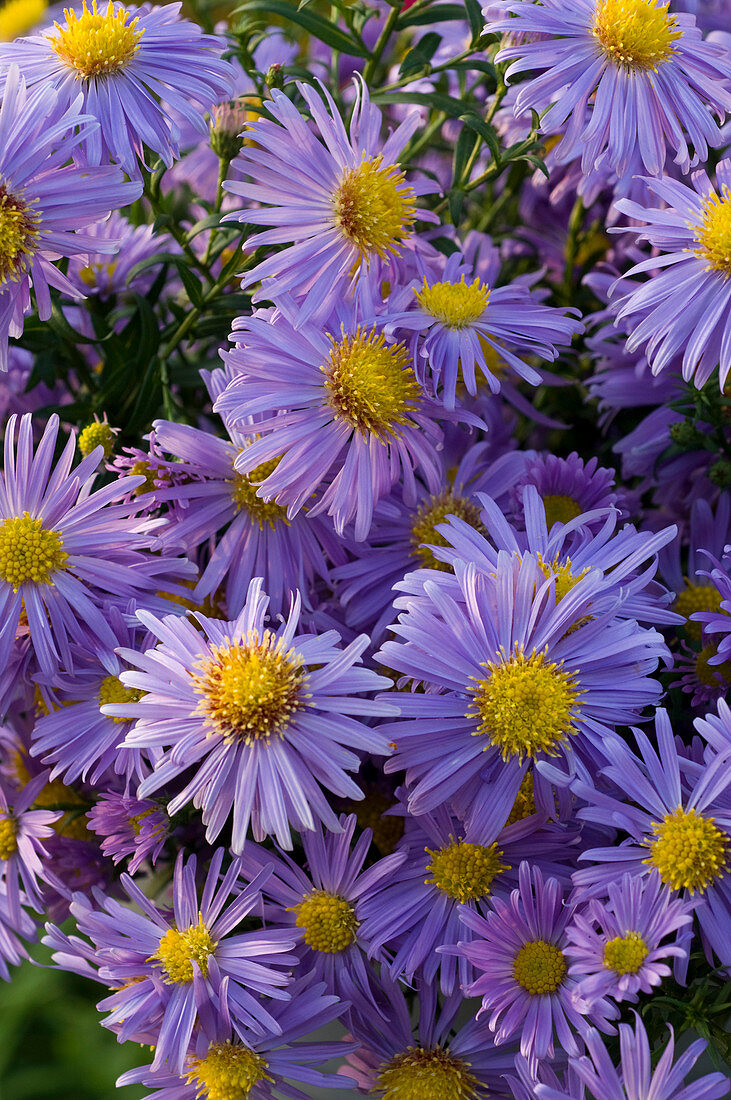 Aster dumosus 'Sapphire' (Cushion aster)