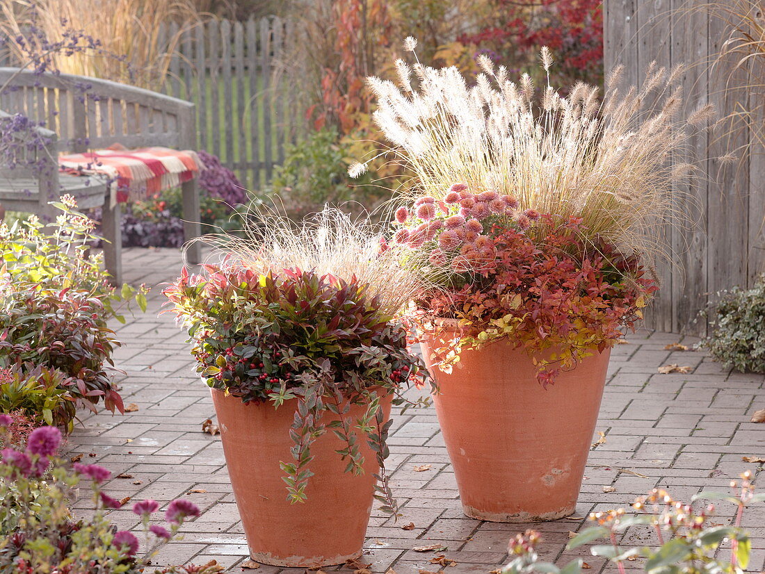 Pennisetum 'Hameln', 'Little Bunny' (Feathered Grass)