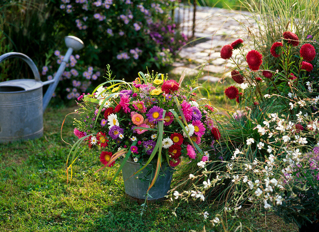 Late summer bouquet of Callistephus (summer asters), Aster