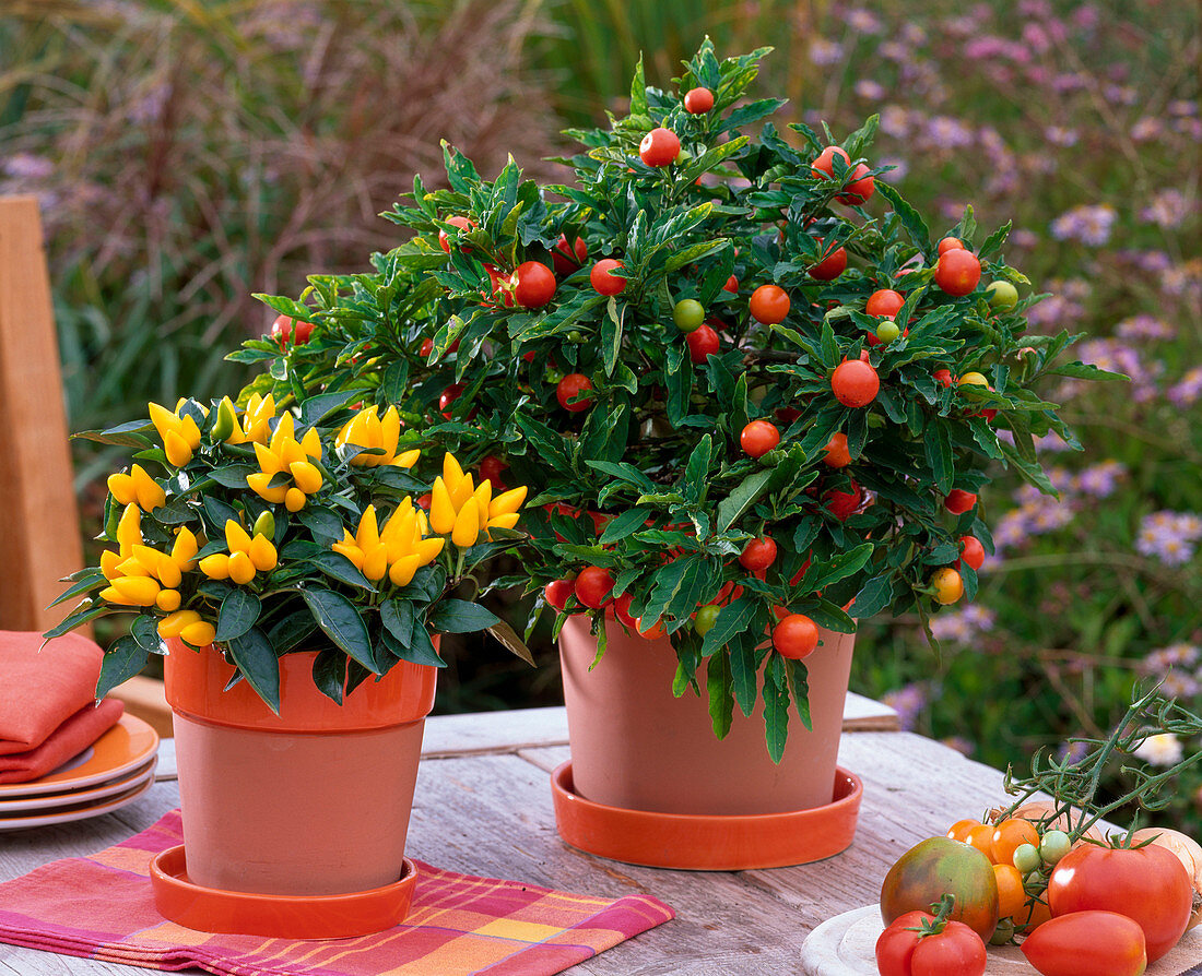 Solanum pseudocapsicum (coral berry), Capsicum annuum