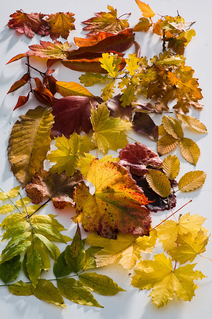 Tableau with colourful autumn leaves