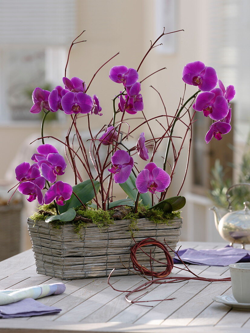 Phalaenopsis (Malay flower) in basket jardiniere