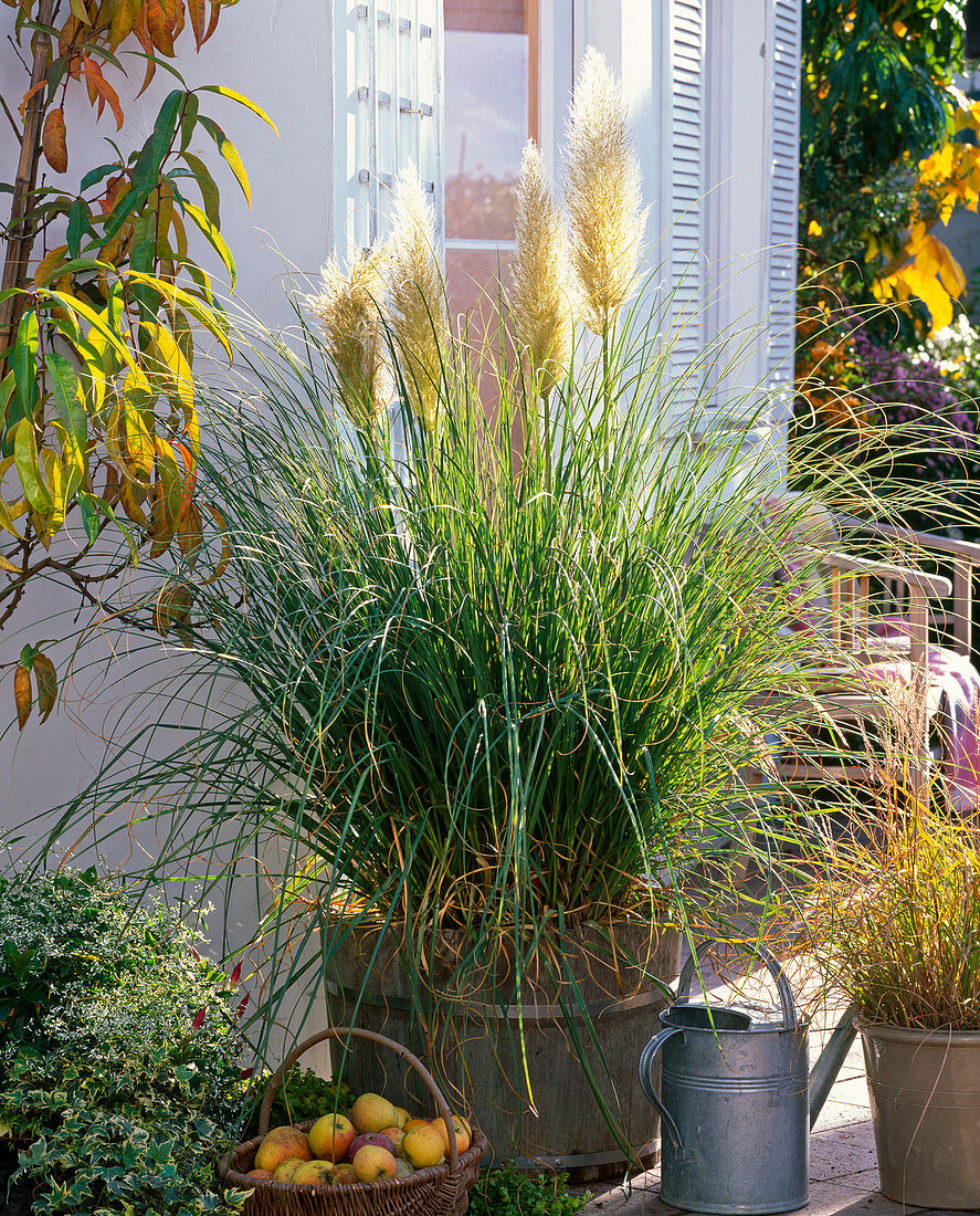 Cortaderia selloana 'Evita' (Dwarf Pampas Grass)