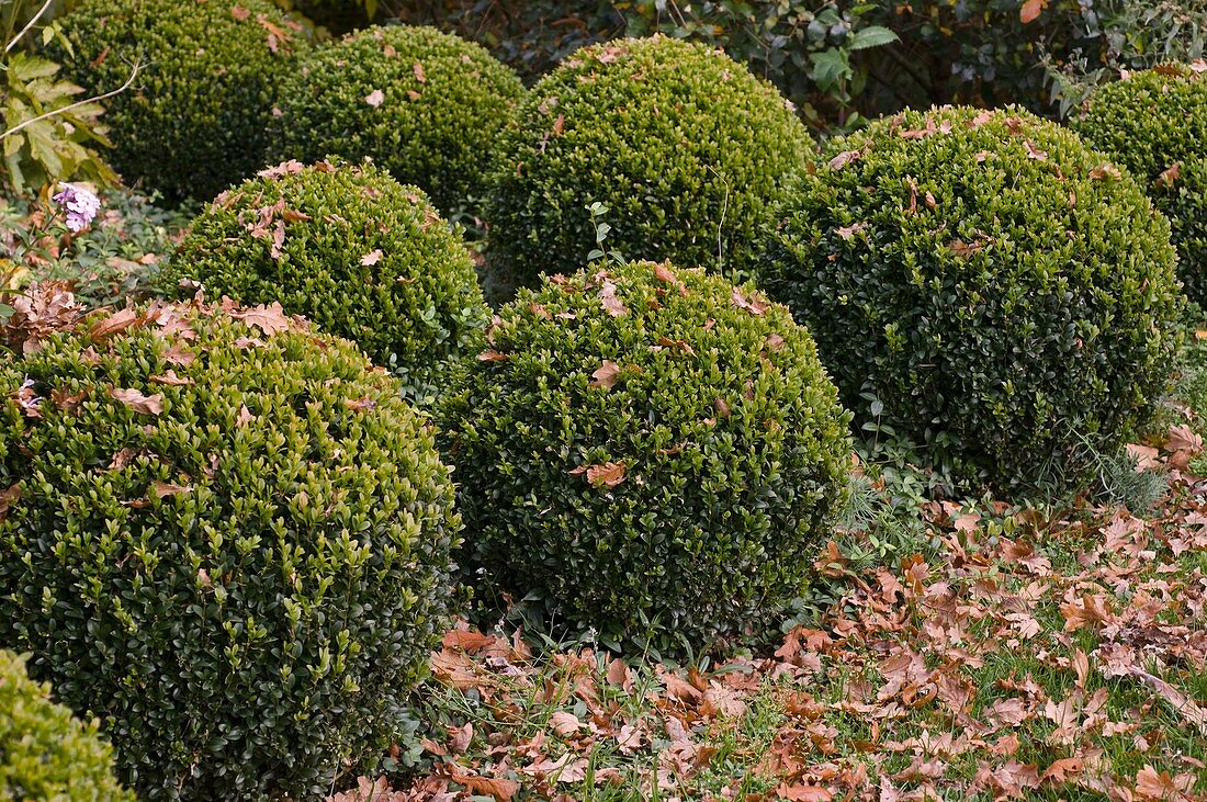 Buxus (Buchs-Kugeln) mit Herbstlaub im Garten
