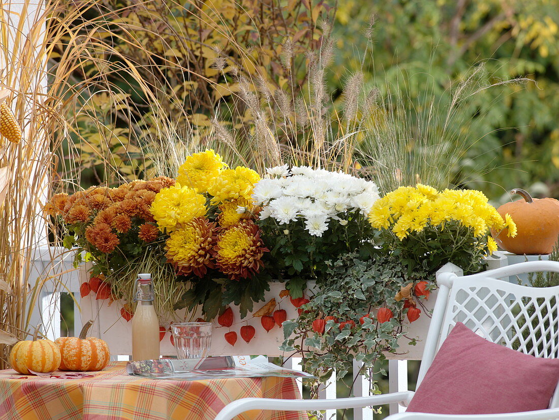 Herbstkasten mit Chrysanthemen