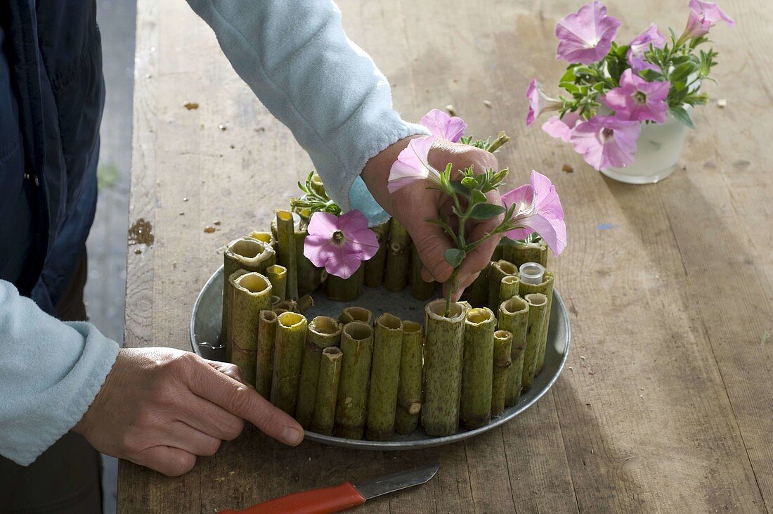 Wreath of knotweed stems